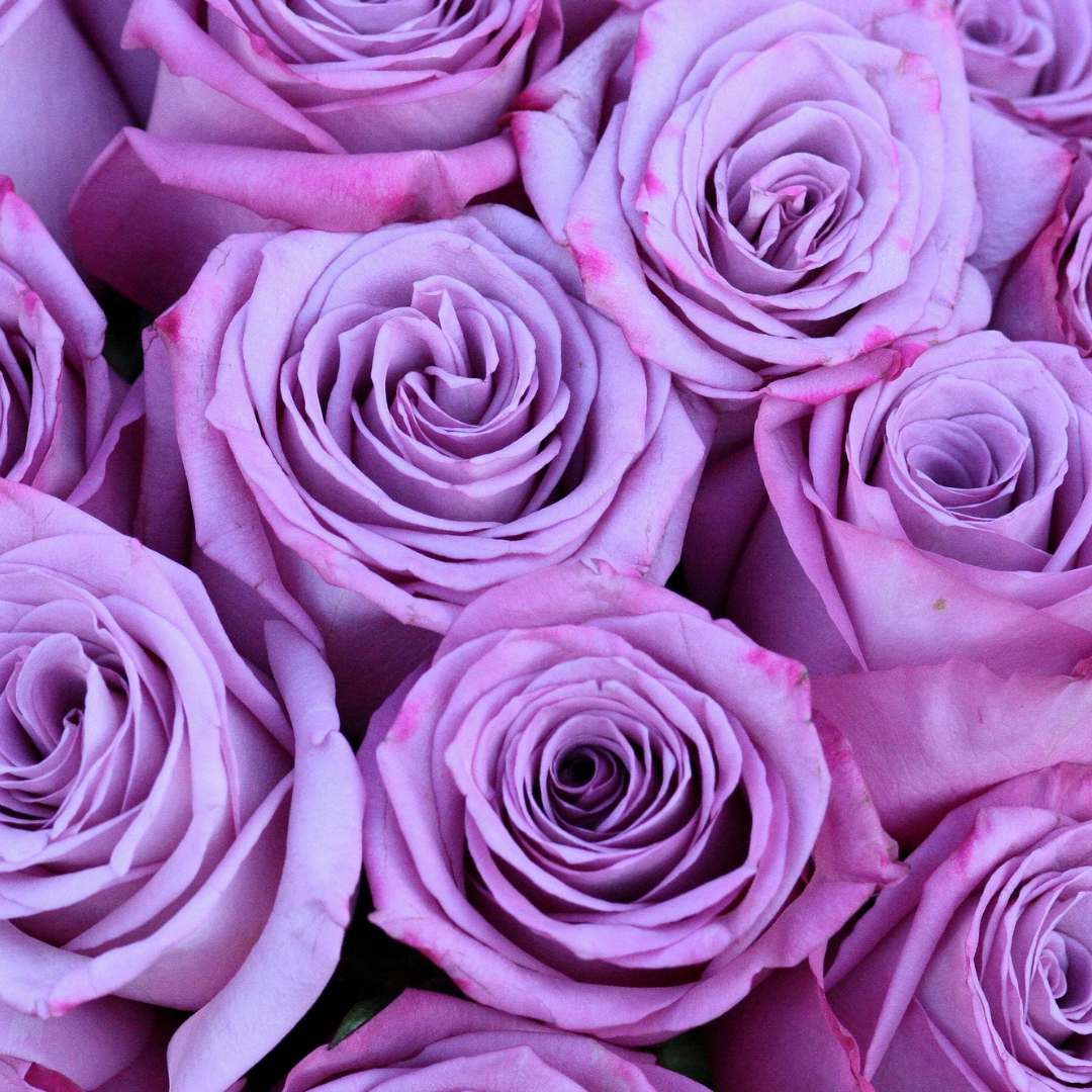 R servation Poiana R servation Poiana